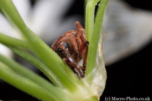 End of Weevil Stack
