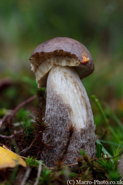 Fungi