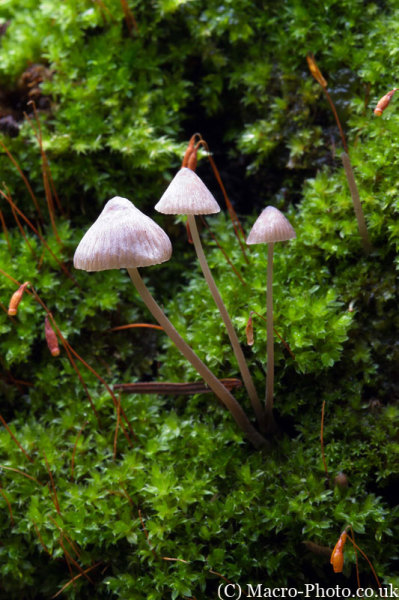 Fungi