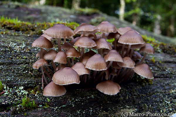 Fungi