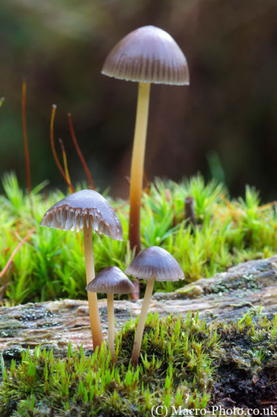 4 Mushrooms