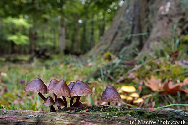Fungi Landscape
