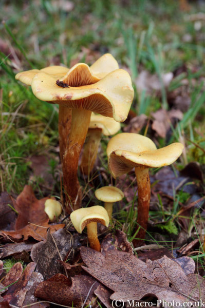 Fungi