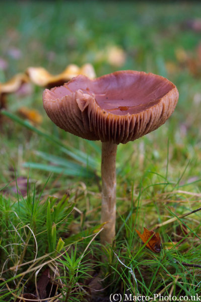 Fungi
