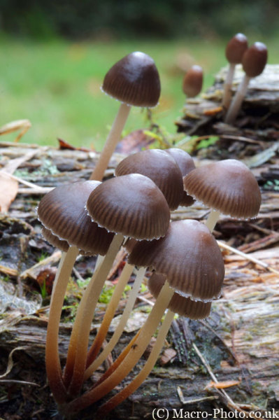 Fungi on Tree