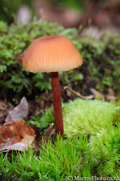 Fungi