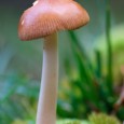 One important aspect when taking macro photographs is to check what is in the background of the shot for distracting elements.  This can be bright sky, twigs, bright colours etc that distract the viewers attention from the image. With digital photography you have the advantage of being able to check...