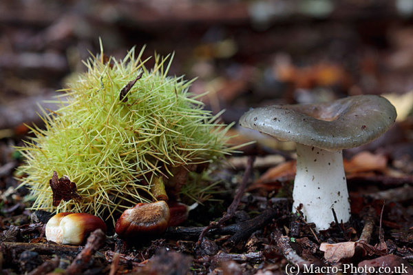 Mushroom and Chestnuts