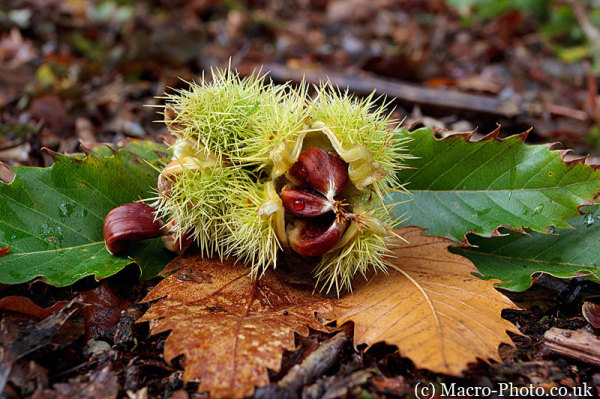 Chestnuts & Leaves