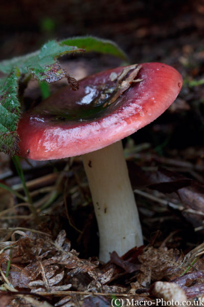 Mushroom