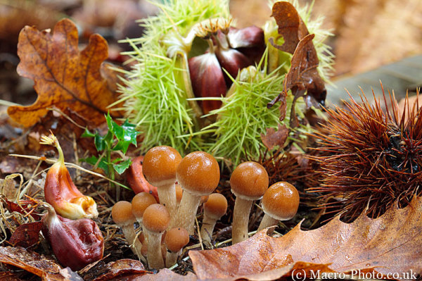 Mushrooms and Chestnuts