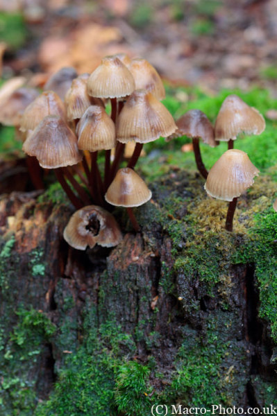 Mushrooms on Tree Stump