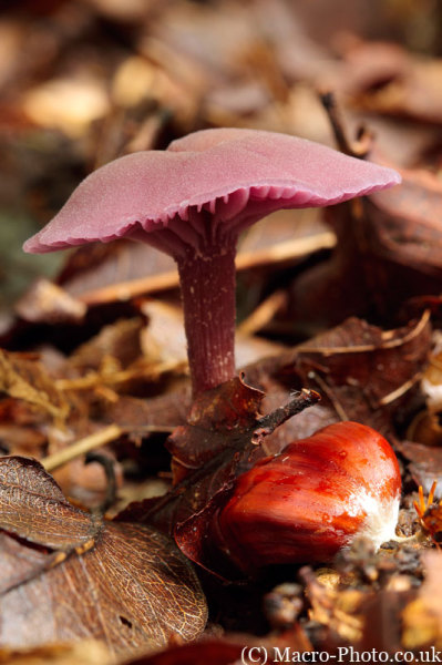 Mushroom and Chestnut