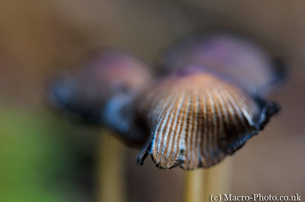 Trio of fungi