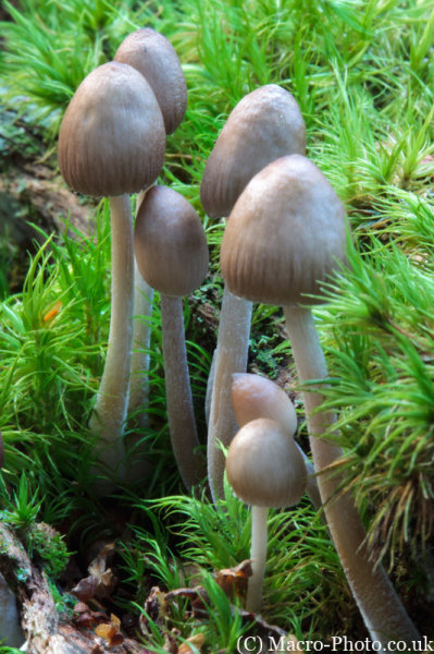 Fungi