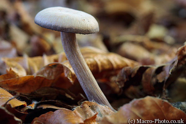 Possible faded Amethyst deciever - Laccaria amethystina