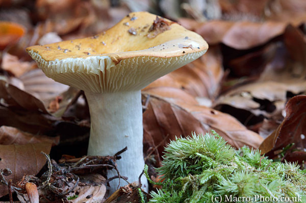Possible fading Russula farinipes - Rommell
