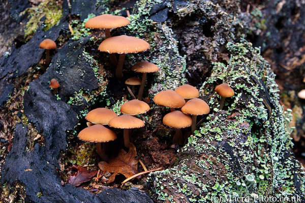 Fungi Landscape