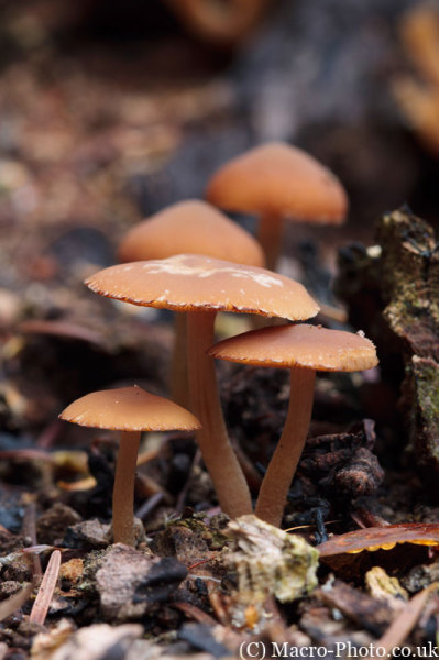 Fungi Landscape