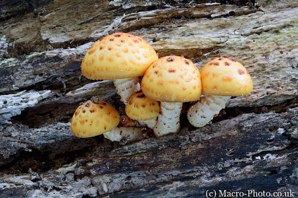 Golden Fungi