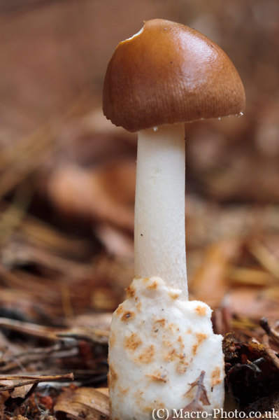 Anderwood Fungi Anderwood Fungi