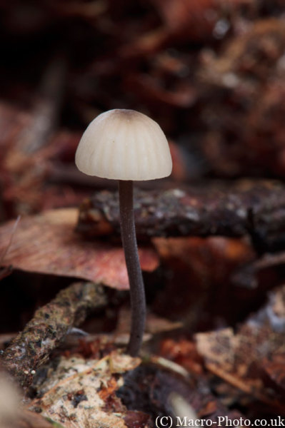 Anderwood Fungi Anderwood Fungi