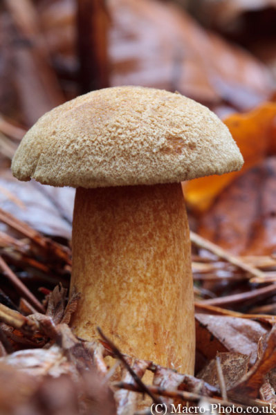 Anderwood Fungi Anderwood Fungi