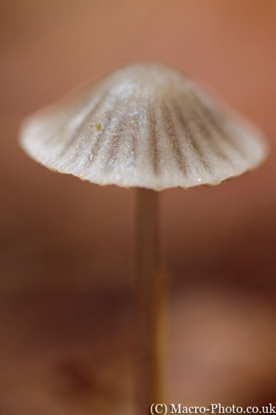 Anderwood Fungi Anderwood Fungi