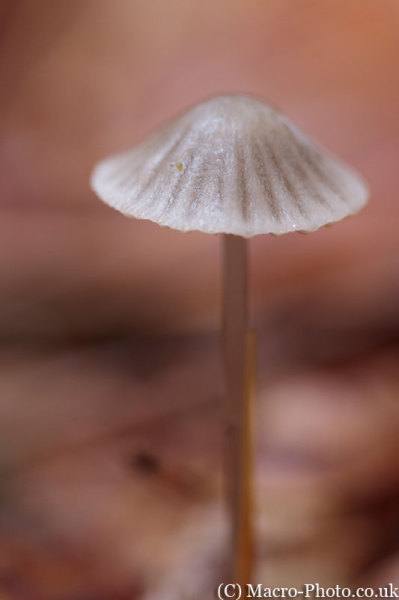 Anderwood Fungi Anderwood Fungi