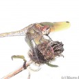 Following some advice and help from a poster on pixalo.com forums, I had recently had some fun turning some shots taken earlier in the year into drawings or illustrations in photoshop. Here are some examples that I have recently done. A Common Darter. A Marbled White Butterfly A butterfly on...