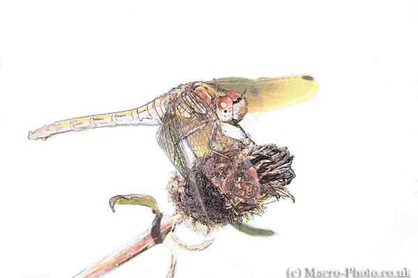 Common Darter Drawing