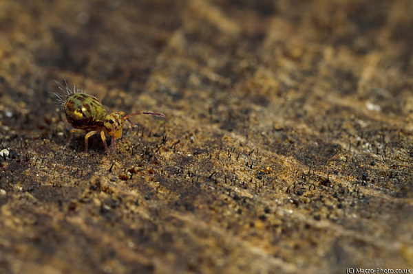 Globular Springtail at about 2 times magnification Globular Springtail at about 2 times magnification