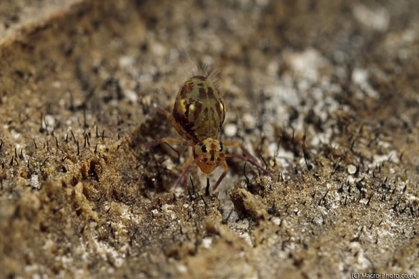 Globular Springtail at about 3 times magnification Globular Springtail at about 3 times magnification