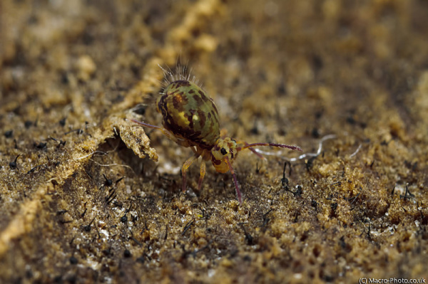 Globular Springtail at about 3 times magnification Globular Springtail at about 3 times magnification