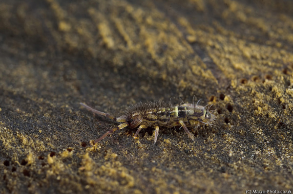 Linear Springtail at about 3 times magnification Linear Springtail at about 3 times magnification