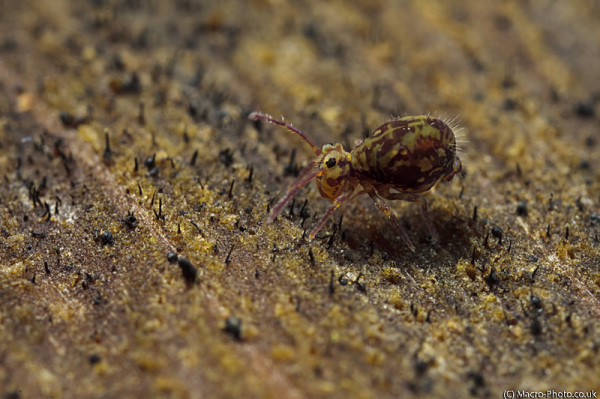 Globular Springtail at about 3 times magnification Globular Springtail at about 3 times magnification