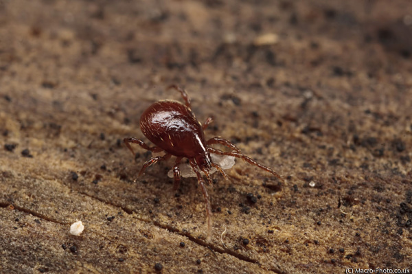 Hard back Tick at about 3 times magnificatio Hard back Tick at about 3 times magnificatio