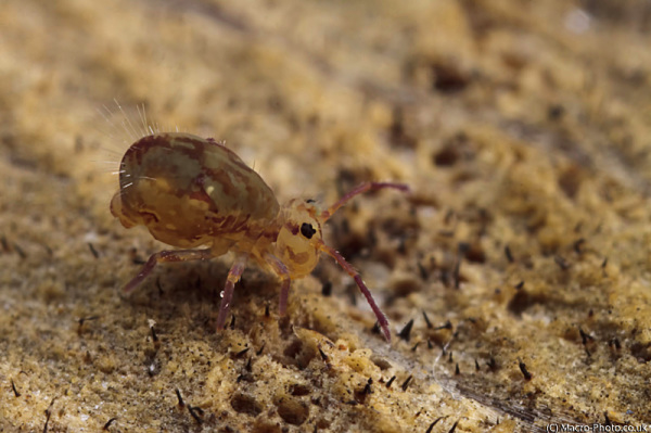 Globular Springtail at about 4 times magnification Globular Springtail at about 4 times magnification