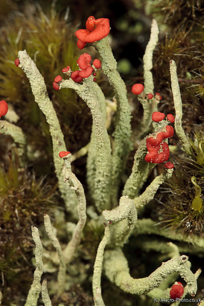 Lichen Lichen
