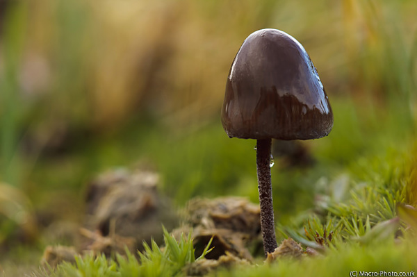 Fungi after the rain Fungi after the rain