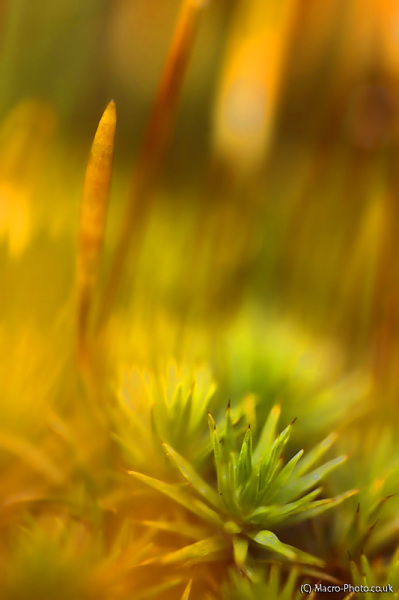 Moss after rain F3.2 Moss after rain F3.2