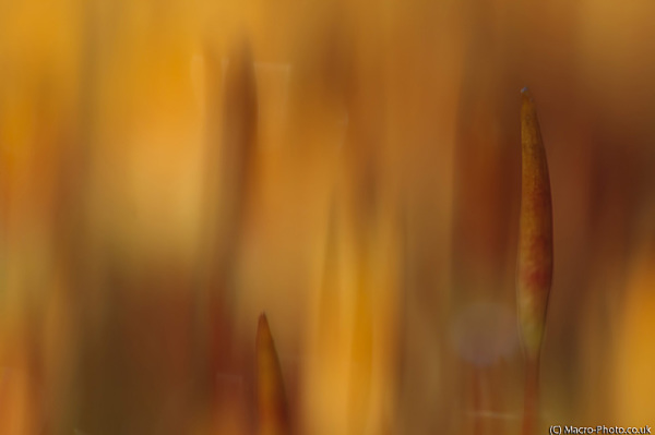 Moss Abstract Moss Abstract