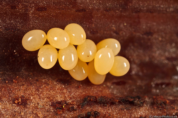 Unknown insect eggs at x3 Magnification. Unknown insect eggs at x3 Magnification.