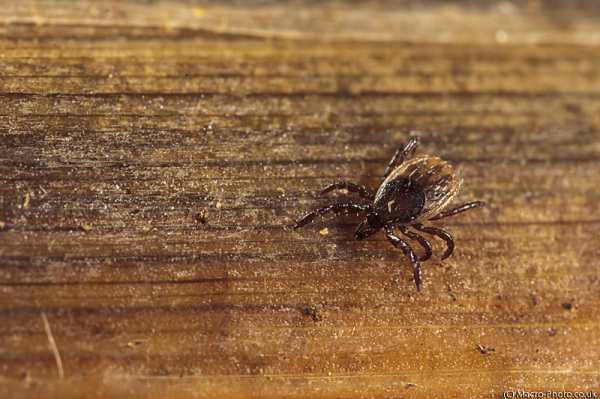 Tick at x3 Magnification. Tick at x3 Magnification.