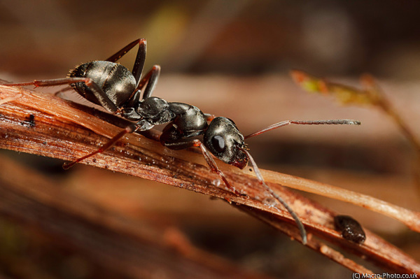 Ant at around x3 Magnification. Ant at around x3 Magnification.