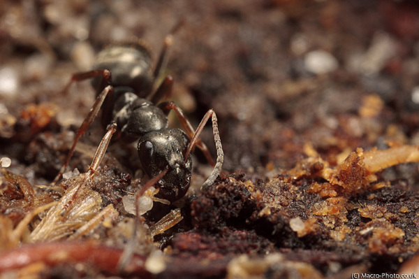 Ant head on at around x3 Magnification. Ant head on at around x3 Magnification.