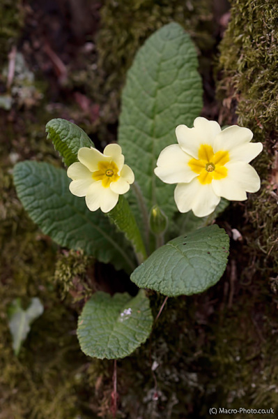 Primroses on Tree. Primula vulgaris.