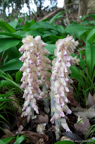 Common Toothwort - Lathraea squamaria