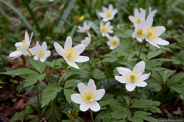 Wood Anemone -Anemone nemorosa