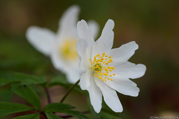 Wood Anemone - Anemone nemorosa